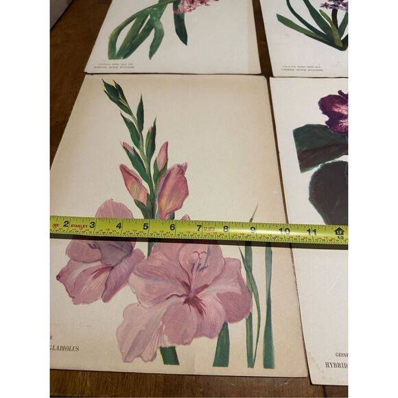 Flowers Drawn by Arlette Davids Text by Princess Bibesco prints Purple  10x14” - Picture 8 of 9